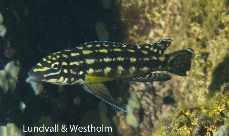 Julidochromis cf. regani 'Nondwa Point'